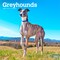 Greyhounds | 2026 12 x 24 Inch (Hanging) Monthly Square Wall Calendar | Plastic-Free